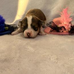 Chiquita - Black sabled fawn female Chihuahua puppy in Seneca, Missouri from Stephanie’s Puppy Colony