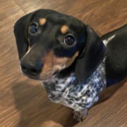Dachshunds from Quick Little Dachshunds