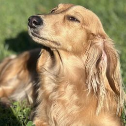 Dachshunds from Longbottom Doxies