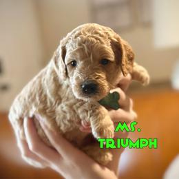 Ms. Triumph - Apricot female Cavapoo puppy in Sacramento, California from Dandy Doodles Goldendoodles