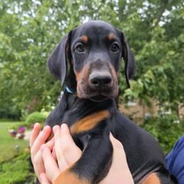 Miss Misty - Black and rust female Doberman Pinscher puppy in Chagrin Falls, Ohio from Schloss Velburg Dobermanns