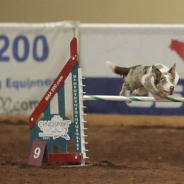 Border Collies and Sporty Mixes from Endgame Sport Dogs