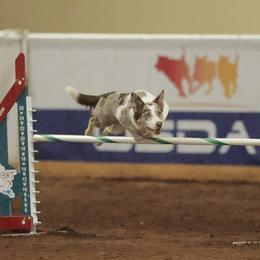 Border Collies and Sporty Mixes from Endgame Sport Dogs