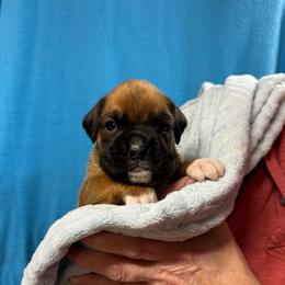 Finn - Fawn male Boxer puppy in Elyria, Ohio from Just-A-Wyn Boxers