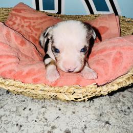 Blue Merle girl - Blue merle female Toy Australian Shepherd puppy in Oklahoma City, Oklahoma from Faith River Aussies