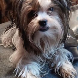 Nico - Yorkshire Terrier