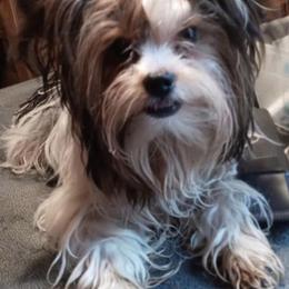 Nico - Yorkshire Terrier