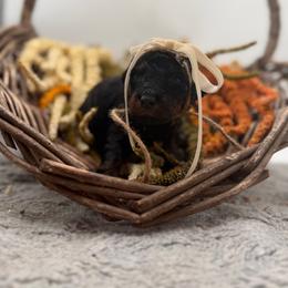 Hazelnut - Tri-color female Bernedoodle puppy in Ocala, Florida from Bernedoodles of Florida