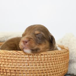 Flicker - Red tri female Miniature Australian Shepherd puppy in Foxworth, Mississippi from Ten Mile Aussies