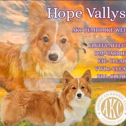 Buffy - Pembroke Welsh Corgi