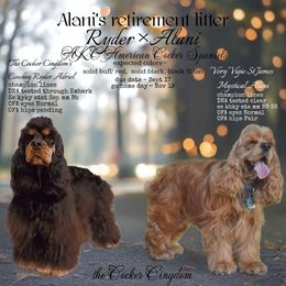 Cocker Spaniel puppies from The Cocker Cingdom