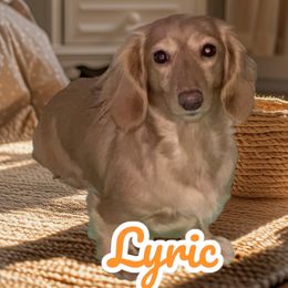 Lyric - Dachshund