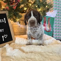 Mac(aroni) - Liver roan male German Shorthaired Pointer puppy in Marshfield, Missouri from Suma Kennels