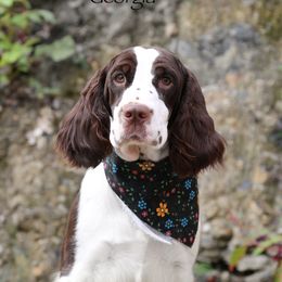 Georgia - English Springer Spaniel