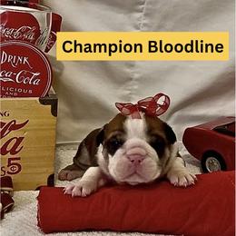 Thunder Gunder - Chocolate tri-color male Bulldog puppy in Tremonton, Utah from Snuggle Pups