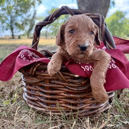 Maroon - Red  male Goldendoodle puppy in Celina, Texas from Kennedy Doodles