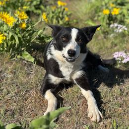 Pip - Black and white female Border Collie puppy in Centerville, Washington from Forthright Farms