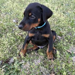 Kylo - Light Blue - Black and rust male Doberman Pinscher puppy in Powder Springs, Georgia from Elite Dobermans of Atlanta
