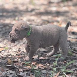 Mangrove - Lilac dilute male Chinese Shar-Pei puppy in Lehigh Acres, Florida from Florida Wrinkles