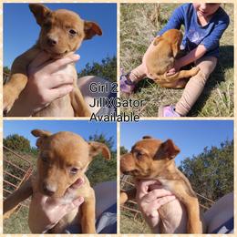 Girl 2 - Red female Australian Kelpie puppy in Bradford, Arkansas from Cedar Rock Heelers and Kelpies