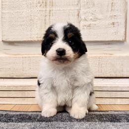 White Tricolor - Tri-color male Bernedoodle puppy in Brooksville, Florida from Kruger Doodles