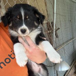 Iris - Black tri-color female Australian Shepherd puppy in Bennington, Oklahoma from Hang Tight Cattle Co