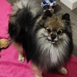 Boi - Pomeranian