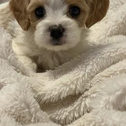 Cavachon and Maltese Puppies from Wendy’s Maltese & Cavamalts of Virginia