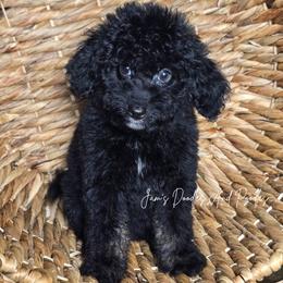 Adaline - Tri-color female Bernedoodle puppy in Cleveland, Georgia from Jam's Doodles And Poodles