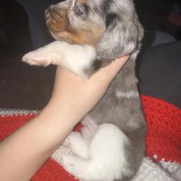 Dachshund Puppies from G&B Dachshunds