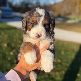 Heisman - Blue merle male Bernedoodle puppy in Sugarcreek, Ohio from Cuddly Companion Doodles