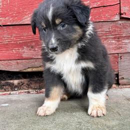 Frank - Black tri-color male Australian Shepherd puppy in Preston, Idaho from KC Bar Ranch Aussies