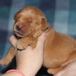 Boy 1 - Golden male Golden Retriever puppy in Lucasville, Ohio from Trusting Hearts Kennel
