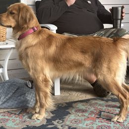 Zoey - Golden Retriever