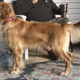 Zoey - Golden Retriever