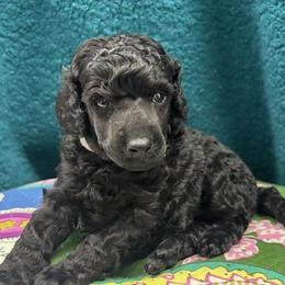 Eve - Blue female Poodle puppy in Athol, Massachusetts from DoeValley Standard Poodles