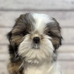 Buttercup - Red and white female Shih Tzu puppy in Lees Summit, Missouri from Delight Shihtzu