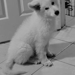 Berger Blanc Suisse puppies from Vom Hundhaus Shepherds
