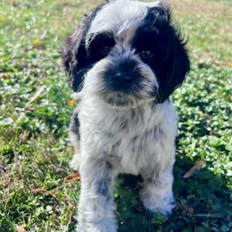 Valor - with training - Black and white male Cockapoo puppy in Boonville, North Carolina from Doods & Dolls