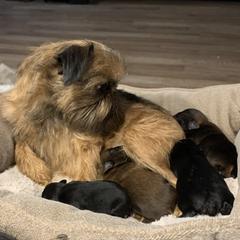 Beautiful Zara and pups - Brussels Griffon