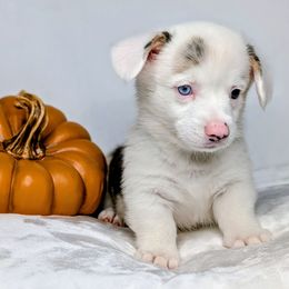 Dolly aka Iris - Blue merle and white female American Corgi puppy in Clarksville, Tennessee from Cold Creek Family Farm LLC