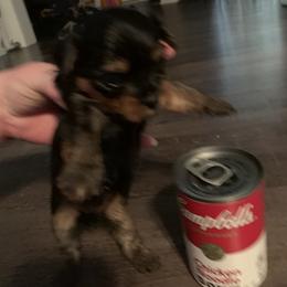 Yorkshire Terrier Puppies from Missy Lu Lap Puppies