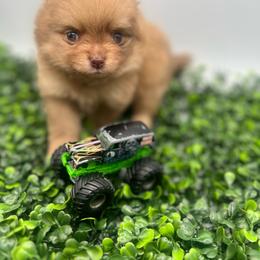 Pee wee - Chocolate merle male Pomeranian puppy in Brentwood, California from Royalpawpoms