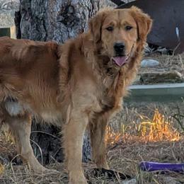 Ranger - Golden Retriever