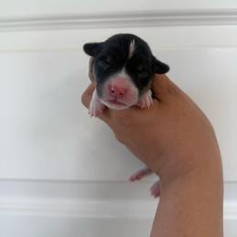 Boy 1 - Black and tan male Pembroke Welsh Corgi puppy in Red Bluff, California from Wilder Ranch Corgis