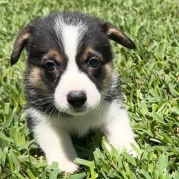 Eclipse - Black and tan male Pembroke Welsh Corgi puppy in Magnolia, Texas from Wiggle Ranch Corgis