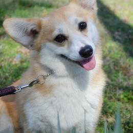 Honey - Pembroke Welsh Corgi