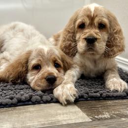 English Springer Spaniel Puppies from Willow Creek Farms