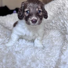 Steve - Brindle male Dachshund puppy in Hornbeck, Louisiana from A&Z Mini Dachshunds