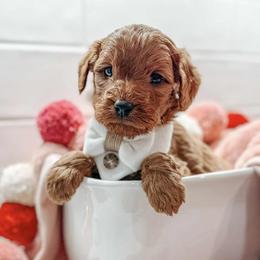 Apollo - Red  male Goldendoodle puppy in Iola, Texas from Supreme Doodles of Texas